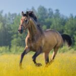 andalusian-horse-in-field-of-flowers-on-farm-2024-10-17-14-30-21-utc-min.jpg