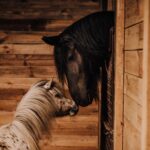 selective-focus-of-beautiful-horse-and-pony-in-sta-2024-11-18-07-30-46-utc.jpg